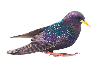 colorful plumage of a European Starling