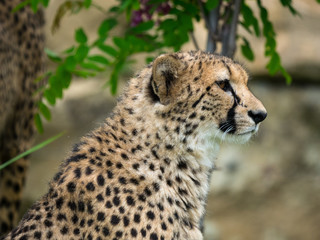 Guépard