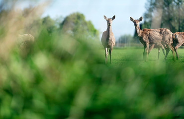 Group of red deer females in meadow behind bushes.