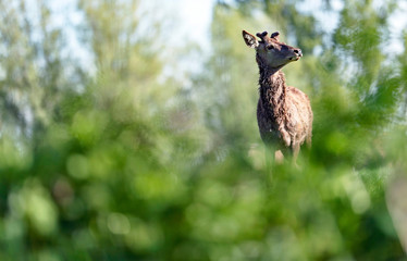 Curious red deer stag with new growing antlers behind bushes.