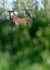 Curious red deer stag with new growing antlers behind bushes.