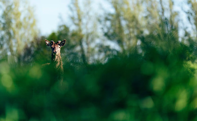 Curious red deer buck with new growing antlers behind bushes.