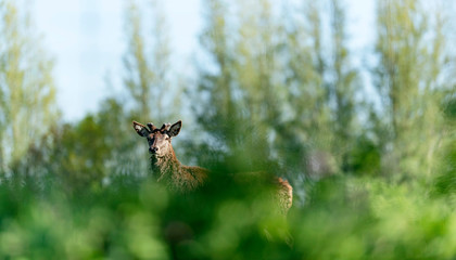 Curious red deer stag with new growing antlers behind bushes.