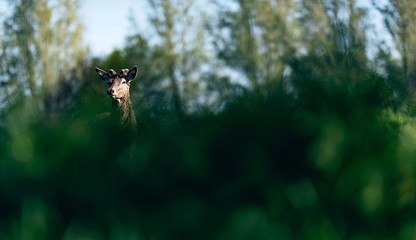 Curious red deer buck with new growing antlers behind bushes.