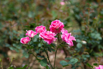 Fototapeta premium ピンク色のばら「ケアフリーワンダー」の花のアップ