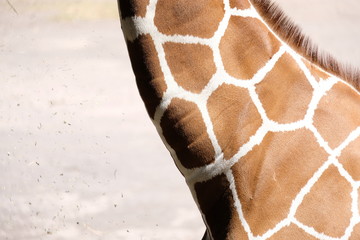 dettaglio del collo di una giraffa