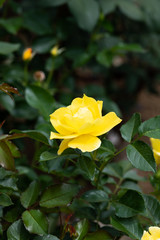 黄色いばら「イエローシンプリシティ」の花のアップ	