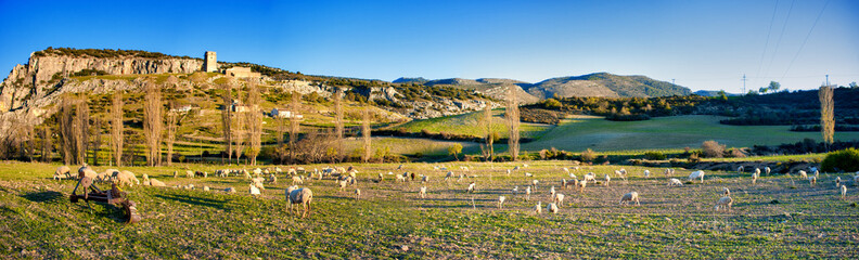 Landscape with mountains and sheep