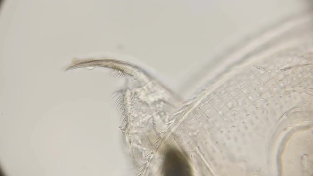 caudal claws of a water flea daphnia under a microscope