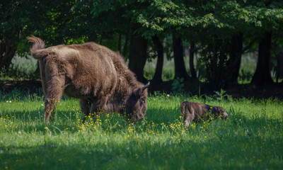 European Bison - Wisent with calf