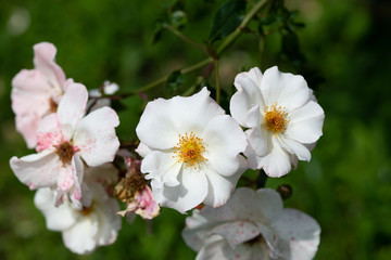 白いばら「ウィンドソング」の花のアップ