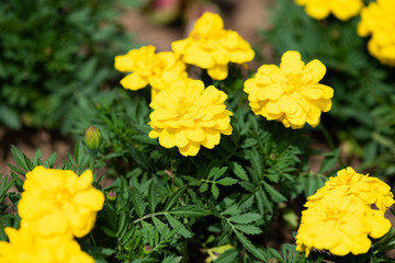 黄色いフレンチマリーゴールドの花