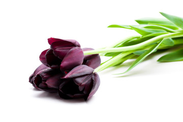 Fototapeta premium Macro image of black tulip isolated on white