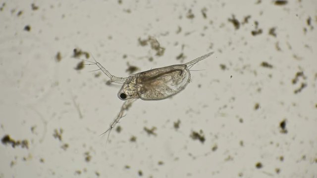 water flea daphnia under a microscope