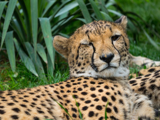 Guépard