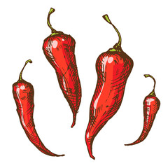 Vintage ink sketches of peppers and paprika