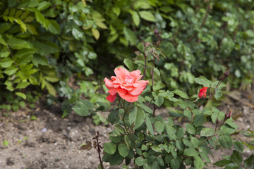 Beautiful May flowers