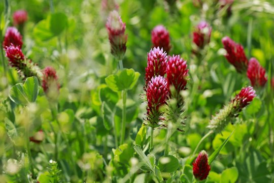 Close up image of bright cardinal, red and green field full of sown clover, green leaves, sunlight