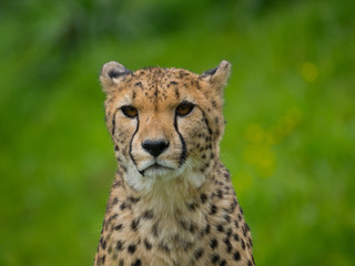 Guépard