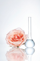 Laboratory Glassware And Flower On White Background
