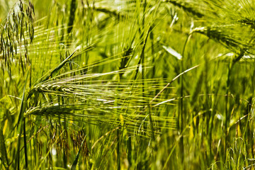 All kinds of plants in the wild.