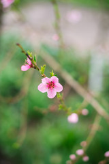 Fototapeta premium Blossoming branch with blurred background. Spring concept