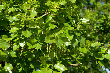 Fototapeta na wymiar Poplar leaves closeup.
