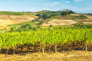 Fototapeta na wymiar Grapevine of Tuscany, Italy