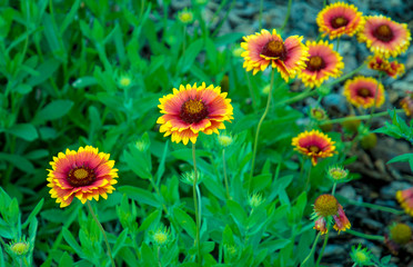 Gaillardia.Bright beautiful caps of flowers on a green leaf background.