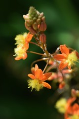 Bulbine