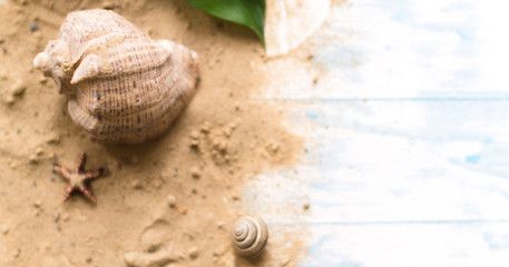 Sea shell on a wooden background with sand. Concept of summer holidays