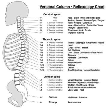 Spine column reflexology chart. Vertebral column with names and numbers of the vertebras - lateral view. Isolated outline vector illustration on white background.