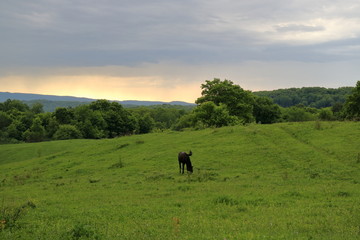 Fototapeta na wymiar Image of a horse in a meadow.
