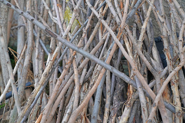 Dry colorful branches, sticks background