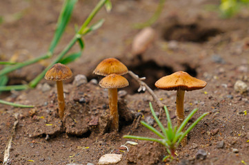 Wild mushrooms growing in forest