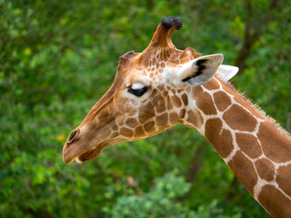 Girafe