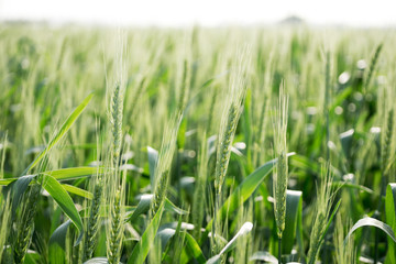 Obraz premium green wheat field and sunny day