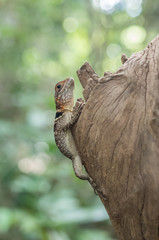 Madagascar - close-up of gecko on tree with green background