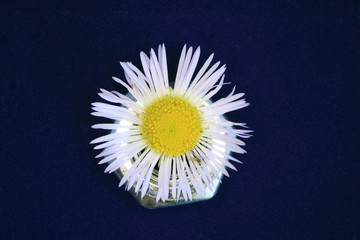 Image of chamomile flower.