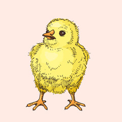 Hand drawn little chick. Funny yellow bird. Easter symbol. Doodle illustration