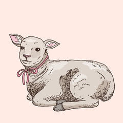 Hand drawn lamb. Cute small animal. Easter symbol. Doodle illustration