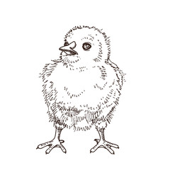 Fototapeta premium Black and white hand drawn little chick. Funny yellow bird. Easter symbol. Doodle illustration