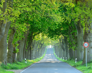 Avenue of Old Oak Trees, Rügen Island, Germany