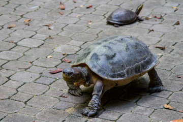 Turtles, Malaysia