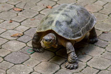 Turtles, Malaysia