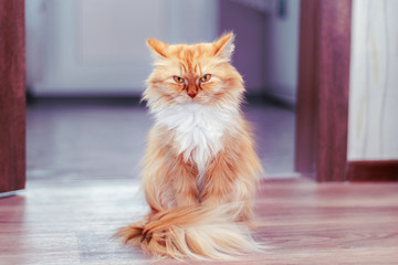 fluffy red cat with white breast sits on the floor