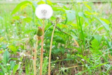 Dandelions: Old, Mature and young.
