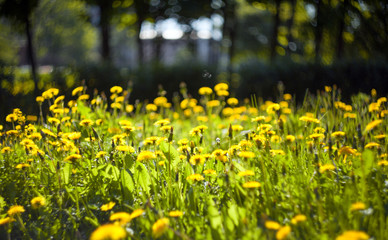 Dandelions on a blurred background with leaves on a meadow 
