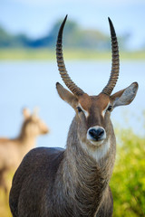 Waterbuck antelope in Liwonde N.P. - Malawi