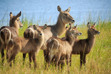 Waterbuck antelope in Liwonde N.P. - Malawi